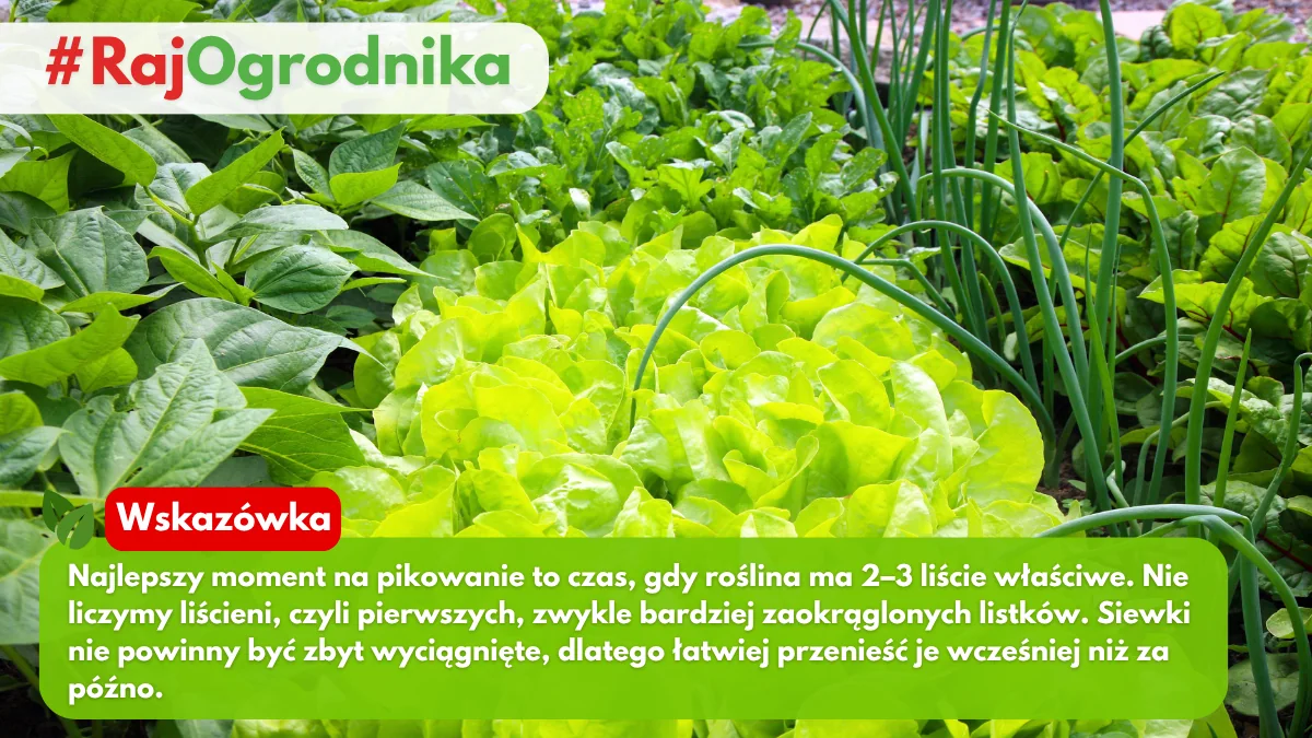 Nasiona warzyw grzędka warzywna w ogrodzie blog sklep rajogrodnika